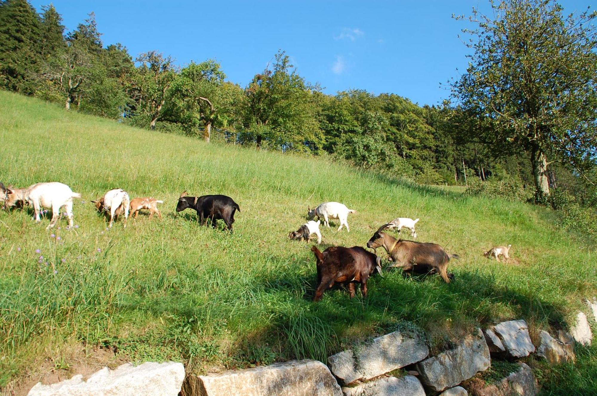 Holderstanzenhof Διαμέρισμα Bad Peterstal-Griesbach Εξωτερικό φωτογραφία